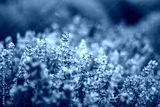 preview cold