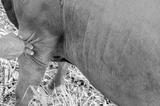 preview bw