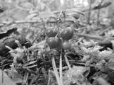 preview bw