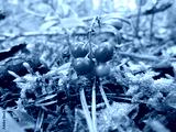 preview cold