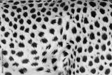 preview bw