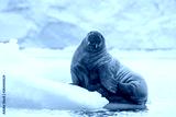 preview cold