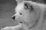 preview bw