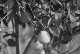 preview bw