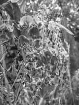 preview bw
