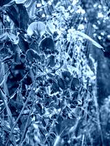 preview cold