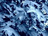 preview cold
