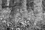 preview bw
