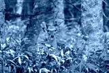 preview cold