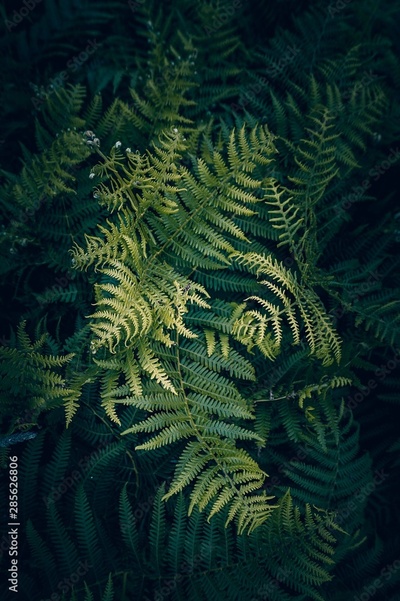image to crop