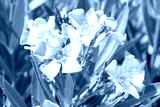 preview cold