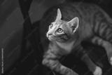 preview bw