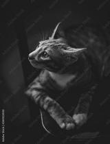 preview bw