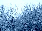 preview cold