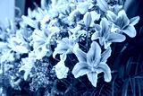 preview cold
