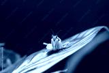 preview cold