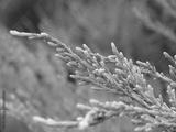 preview bw