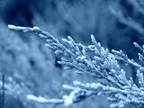 preview cold