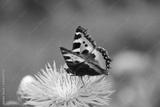 preview bw