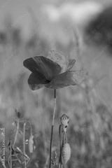 preview bw