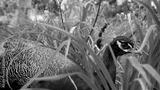 preview bw