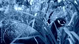 preview cold