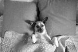 preview bw