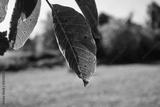 preview bw