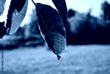 preview cold