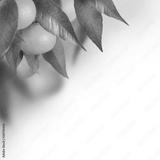 preview bw
