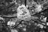 preview bw