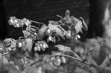 preview bw