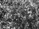 preview bw