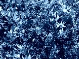 preview cold