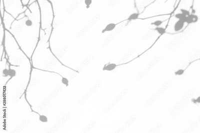 image to crop