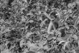 preview bw