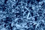preview cold