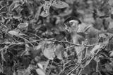 preview bw