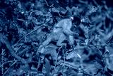 preview cold