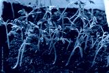 preview cold