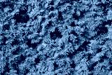 preview cold