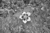 preview bw