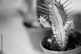 preview bw