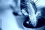 preview cold