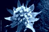 preview cold