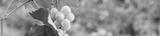 preview bw