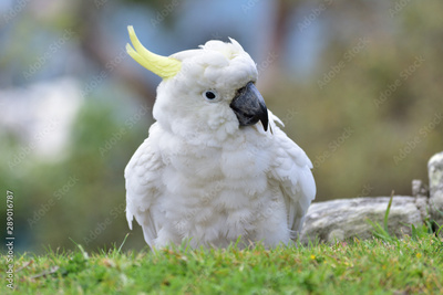 image to crop