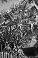 preview bw