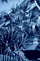 preview cold