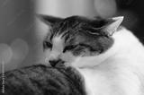 preview bw
